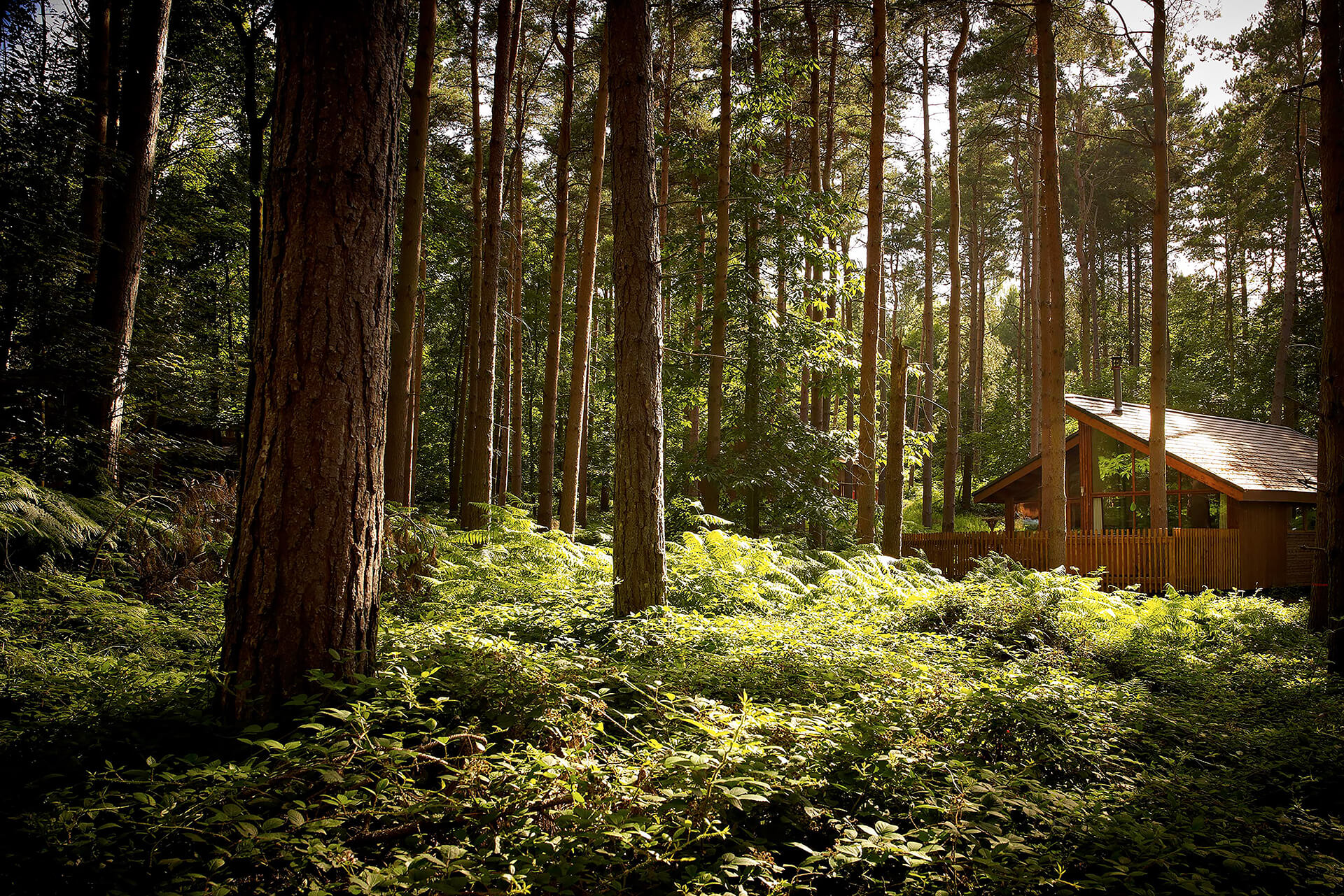 Increasing Forest Holidays bookings by 48% through service design and UX