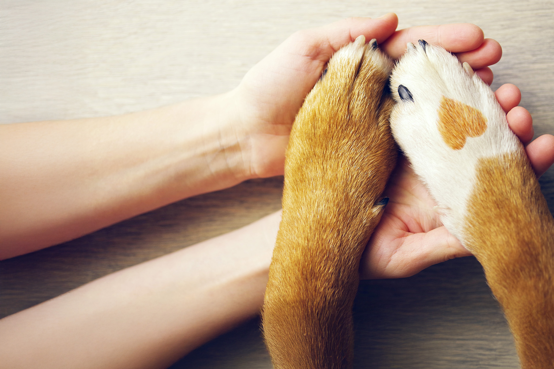 Blog Post Hero Royal Veterinary College