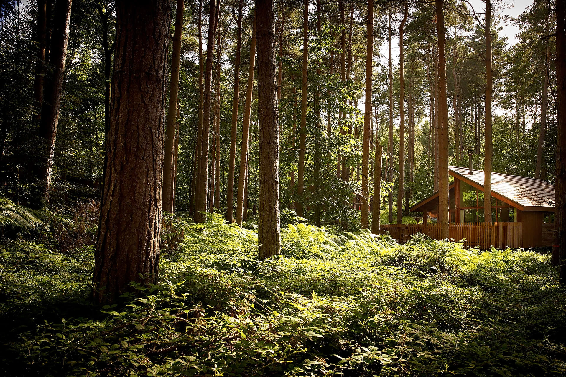 Headerbanner CS Forest2 (1)